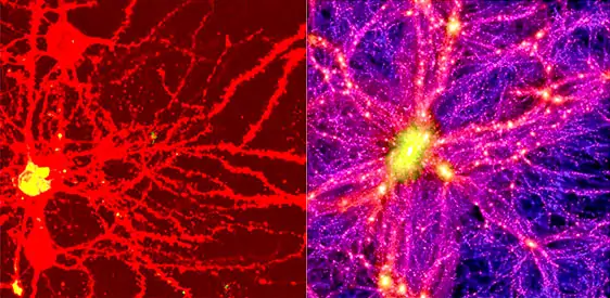 Comparison of two images: one is a galaxy, the other a neuron. THe two images look very much alike.
